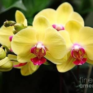 Meet your Posher, Fidelina